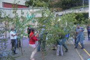 Schaf9